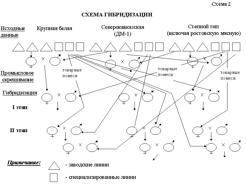 Схема воспроизводительного скрещивания